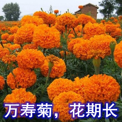 新采万寿菊种子菊花种子四季易活家庭园艺种子