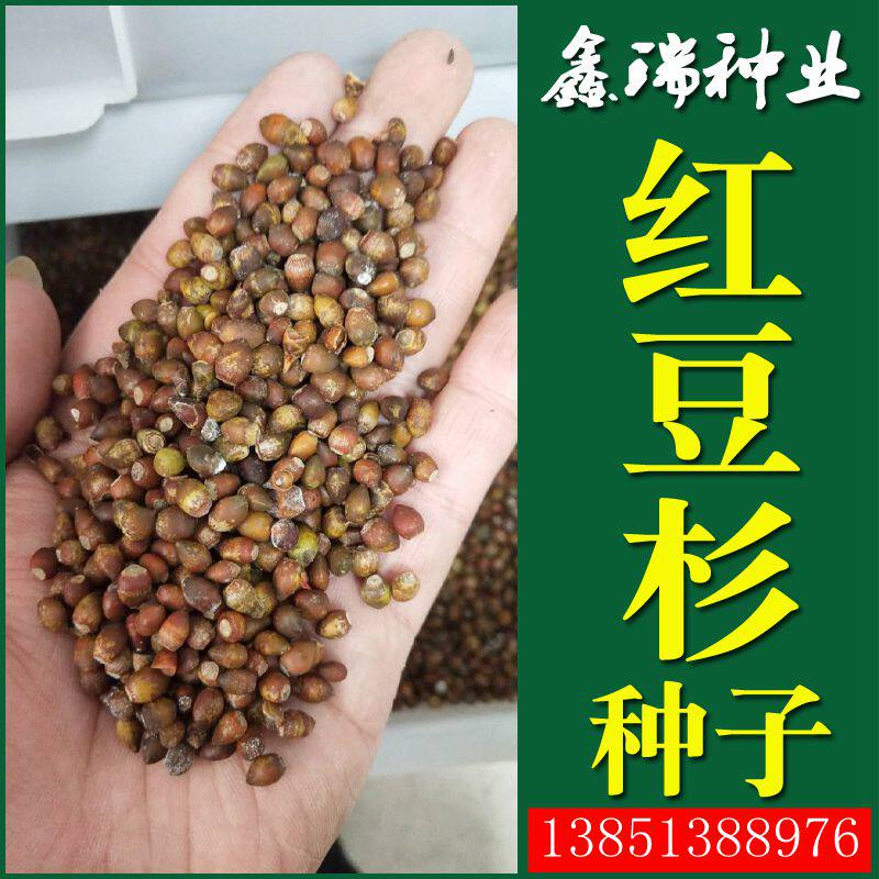 园林绿化行道树种子乔木