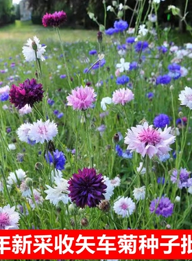 矢车菊种子蓝色多年生宿根室外庭院绿化耐寒花卉籽景观花海种子