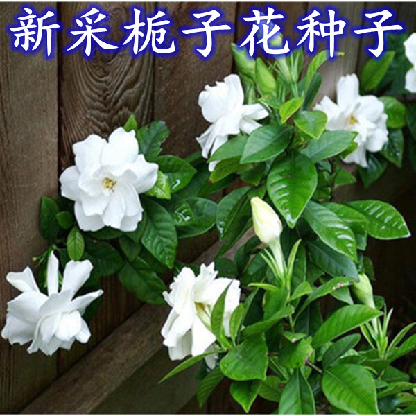 新采栀子花种子 花香浓郁 牡丹家庭园艺种子
