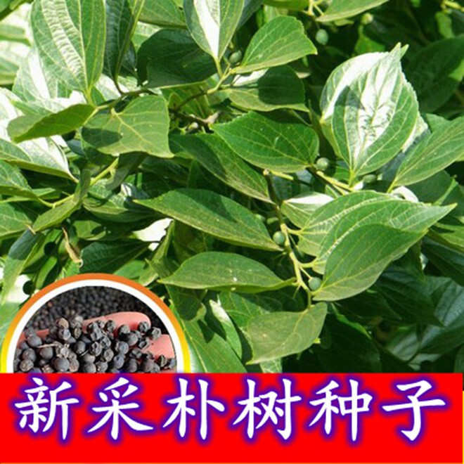 新采小叶朴树种子 大叶朴树籽林木种子 沙朴净珊瑚朴 红皮朴树籽