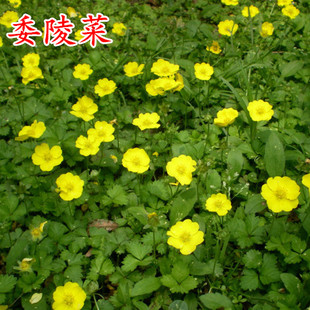 委陵菜种籽白头翁种子蛤蟆草庭院多年生景观花海地被植物耐寒花籽