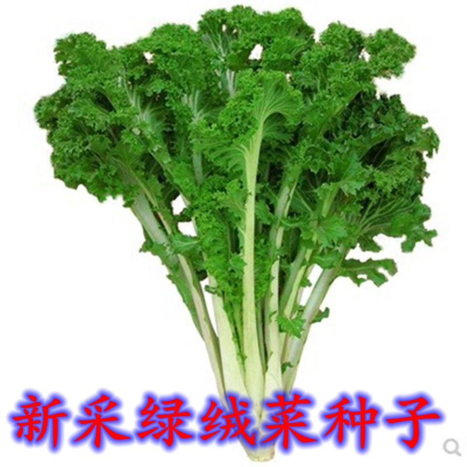 新采绿绒菜春不老花菜籽花叶苔菜耐寒纤维少秋冬季蔬菜