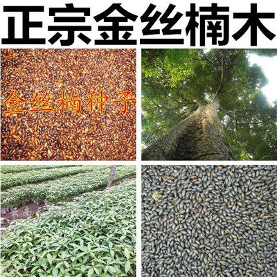正宗金丝楠木种子四季秋季散装四川小叶楠细叶金丝楠紫桢楠南木树