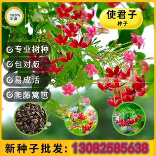 使君子种子舀求子四君子爬藤植物阳台盆栽攀爬花卉药材史君子种籽