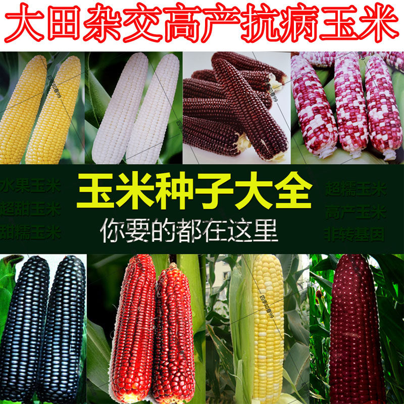 玉米鲜食种子春季黄花甜糯