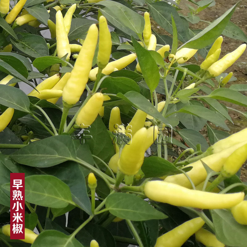小米椒泡椒种籽阳台盆栽辣椒种子农望玉娇子包邮
