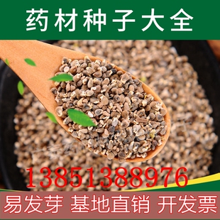 纯新远志种子远志籽易发芽免费技术指导回收成品高效益全国包邮