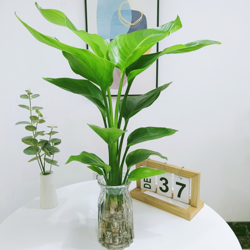 天堂鸟绿植盆栽家用好养大型水培大叶植物四季花卉办公室内