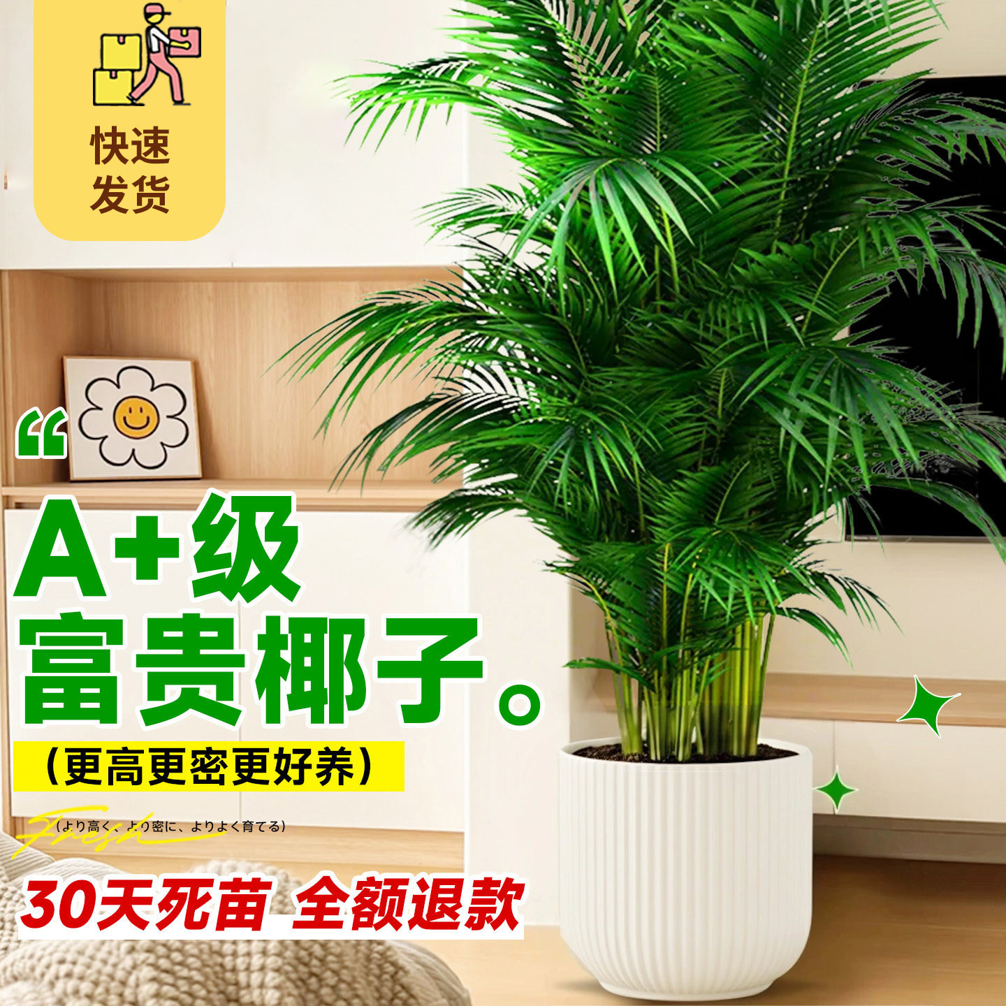 富贵椰子树四季常青大型绿植盆栽客厅室内办公室散尾葵凤尾葵