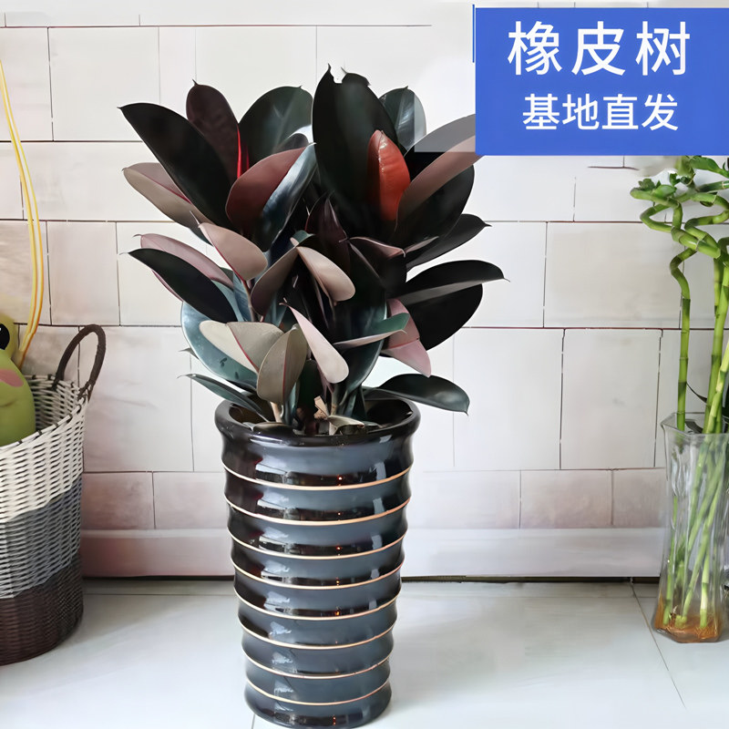 黑金刚橡皮树盆栽家庭室内客厅四季常青净化空气绿色植物观叶盆栽
