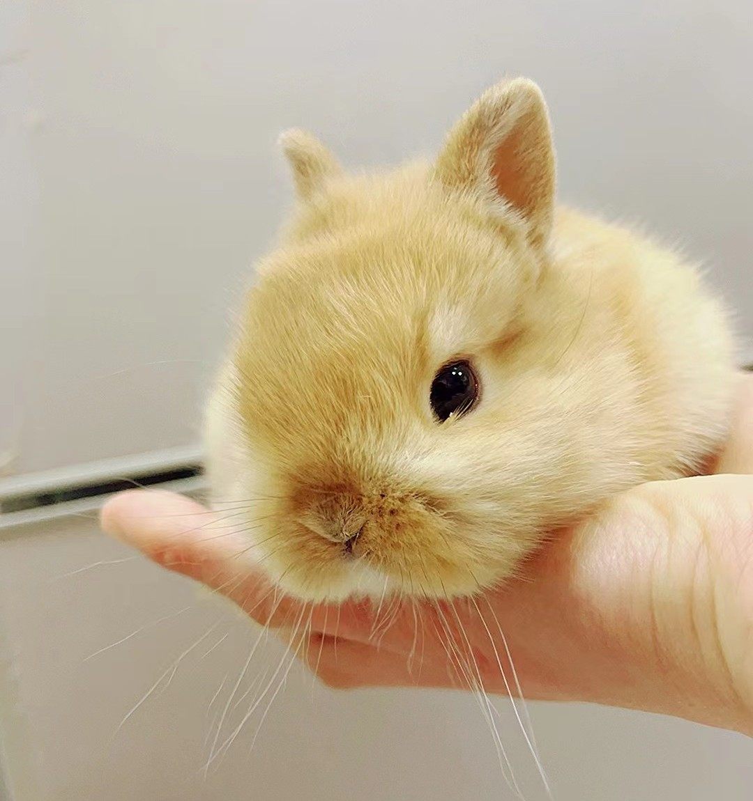 双血统网红兔小型侏儒兔长不大儿童宿舍宠物凤眼迷你荷垂耳兔活体