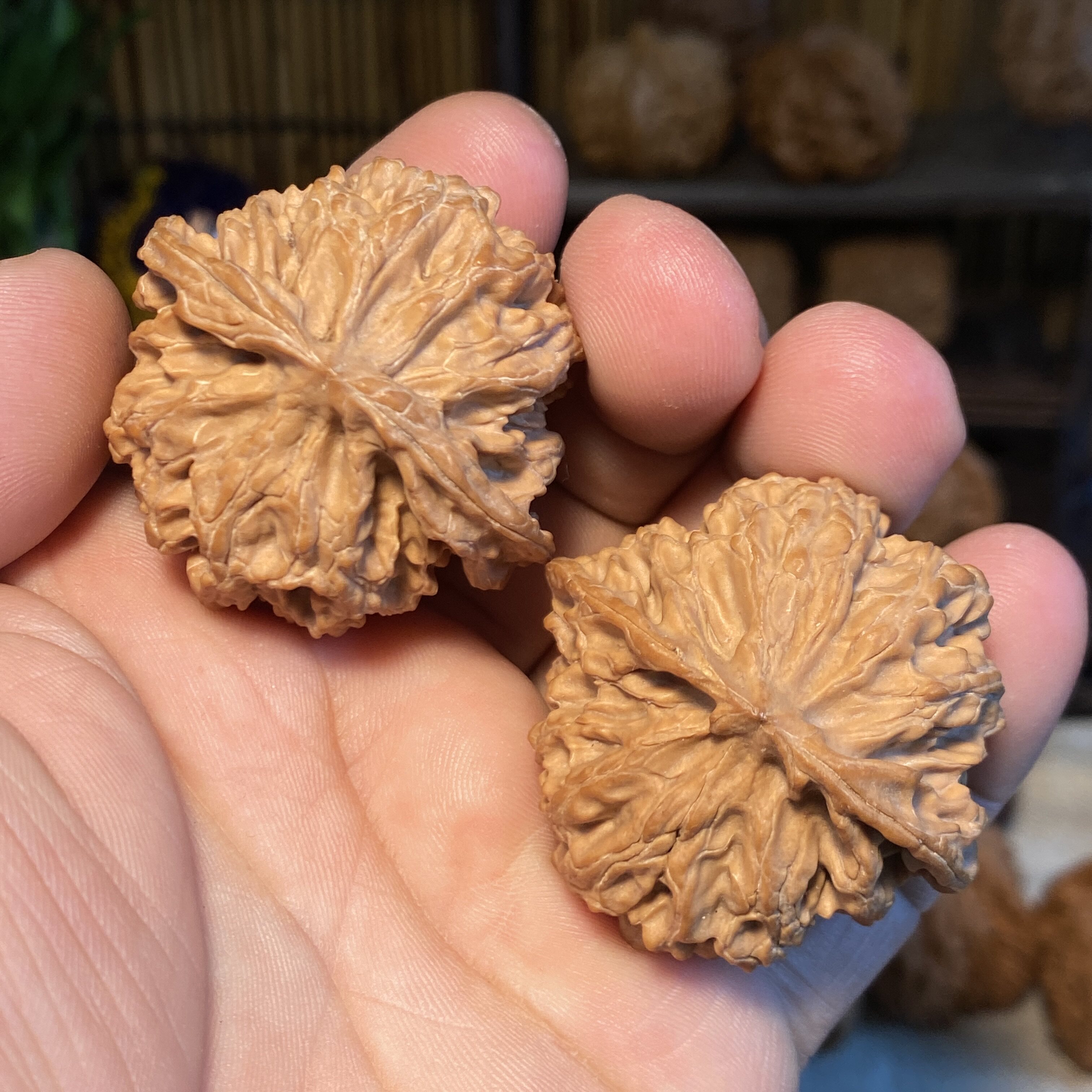 C6苹果园狮子头珊瑚纹全品文玩核桃一物一图金钱底球形原树山地果