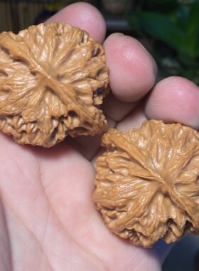 E6苹果园狮子头42全品金钱底珊瑚纹一物一图红皮山地果原桩手把件
