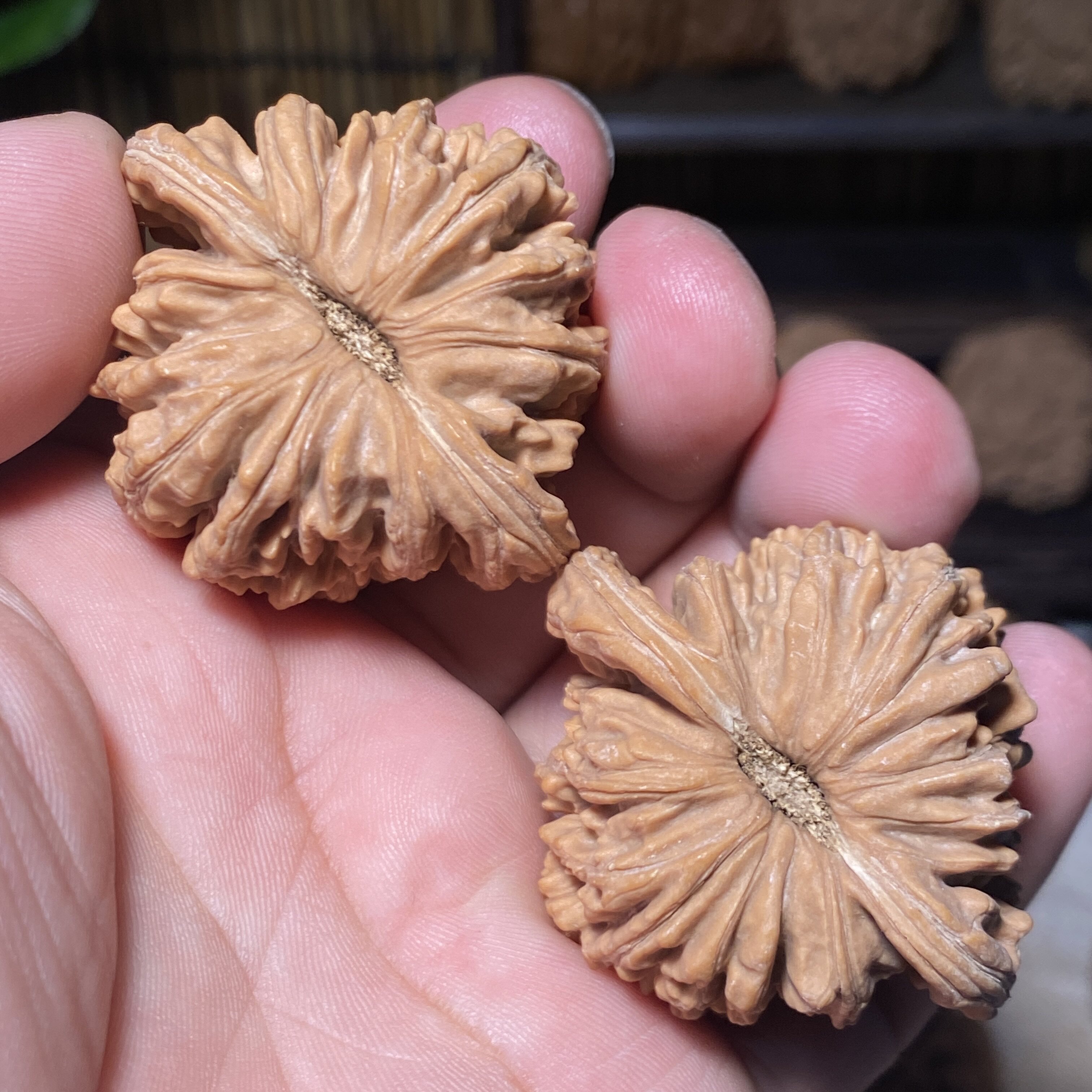 AA四座楼狮子头45全品菊花底流水纹一物一图红皮山地果文玩核桃