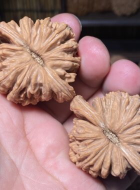 AA四座楼狮子头45全品菊花底流水纹一物一图红皮山地果文玩核桃