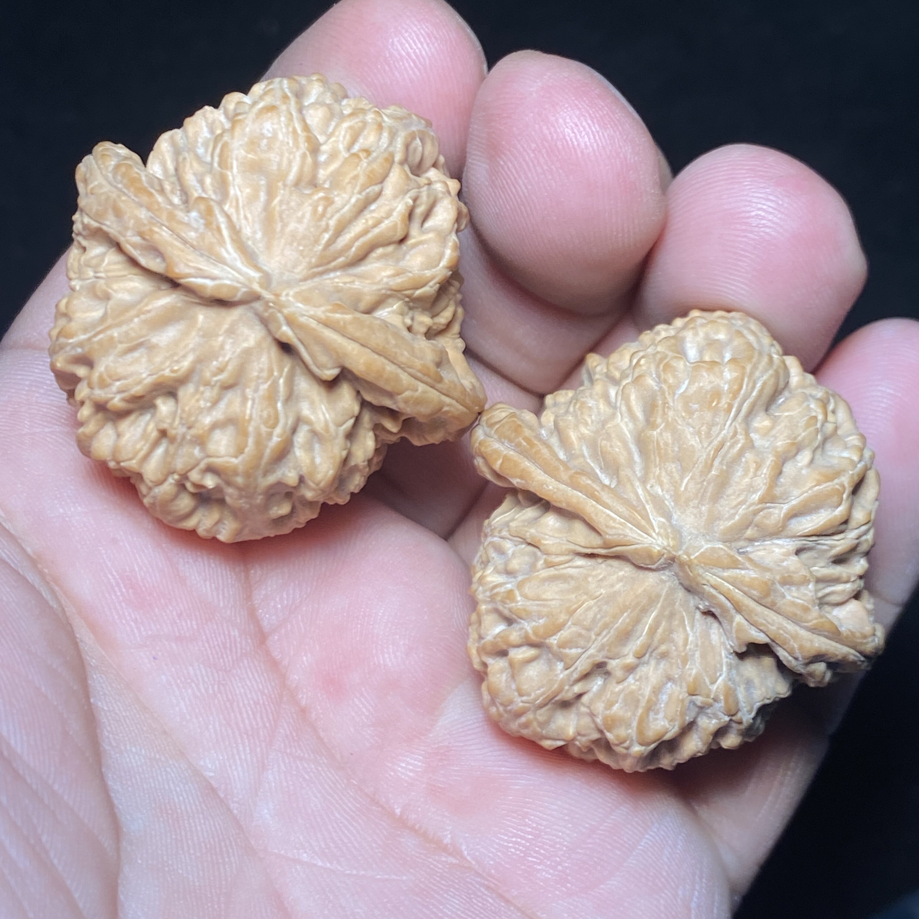 A7白狮子狮子头38/38/35三角白全品文玩核桃野生山地果一五一图