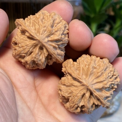 c5苹果园狮子头40尺全品珊瑚纹金钱底后期玛瑙红文玩核桃手把件
