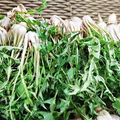 新鲜蒲公英现挖蒲公英婆婆丁蘸酱菜黄花地丁菜