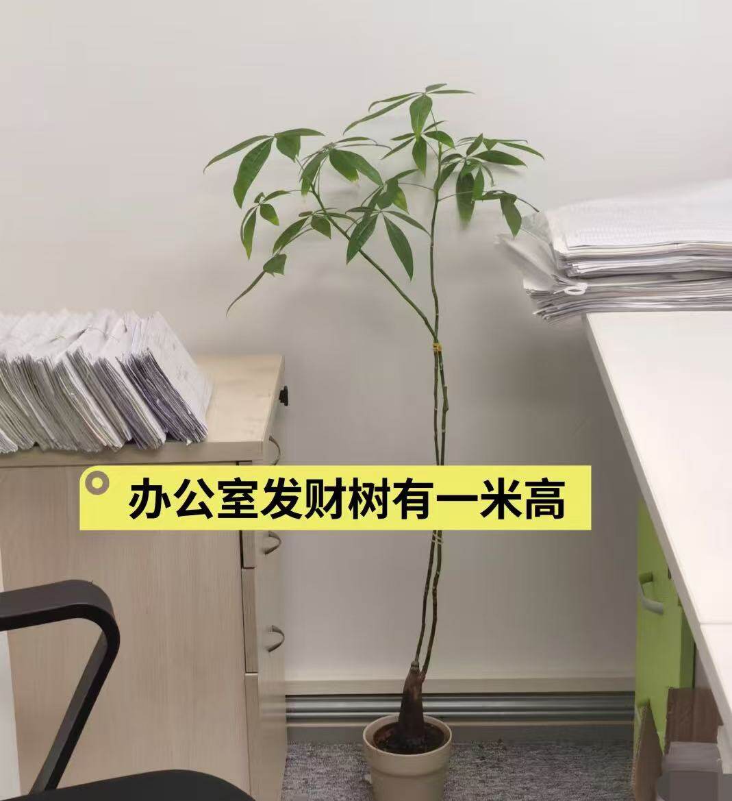 原生发财树客厅盆栽大招财植物室内办公室好养活绿植网红老桩盆景