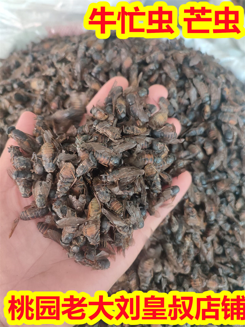 虻虫100克实物牛虻虫牛芒牛苍蝇牛虻中药材用正品 无硫牛蚊子