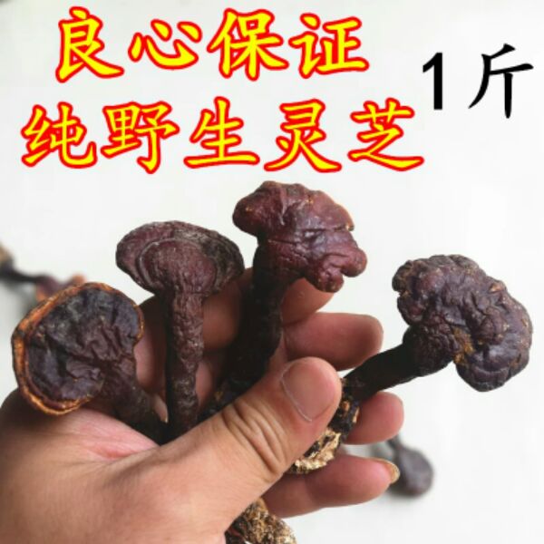 神农架野生灵芝灵芝片整体灵芝灵芝茶平盖灵芝赤灵芝小灵芝500g
