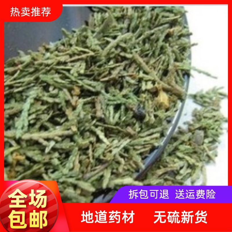 中药材侧柏叶新鲜侧柏叶可配桑叶苦丁茶叶 治脱发生发
