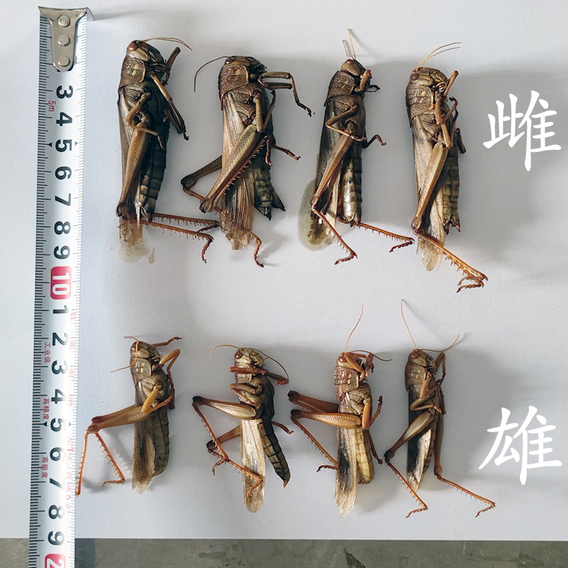 生物竞赛 动物教学解剖实验 棉蝗 蝗虫雌雄解剖标本材料