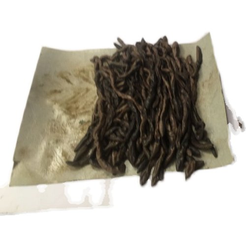 环毛蚓生物竞赛解剖材料实验