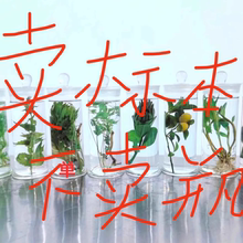 中药材标本真植物标本中草药标本浸制标本液浸渍浸泡科普教学