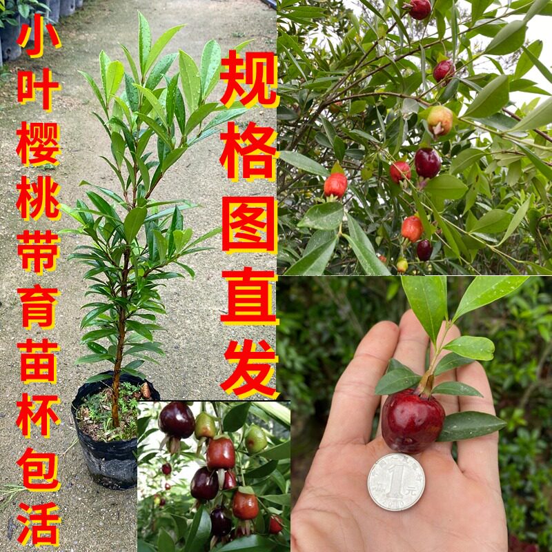 巴西黑玫瑰樱桃树苗南北方庭院大果樱桃当年开花结果包邮带育苗杯