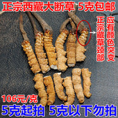 正宗自然西藏那曲冬虫夏草 大断草 非青海玉树虫草 断虫草 包邮