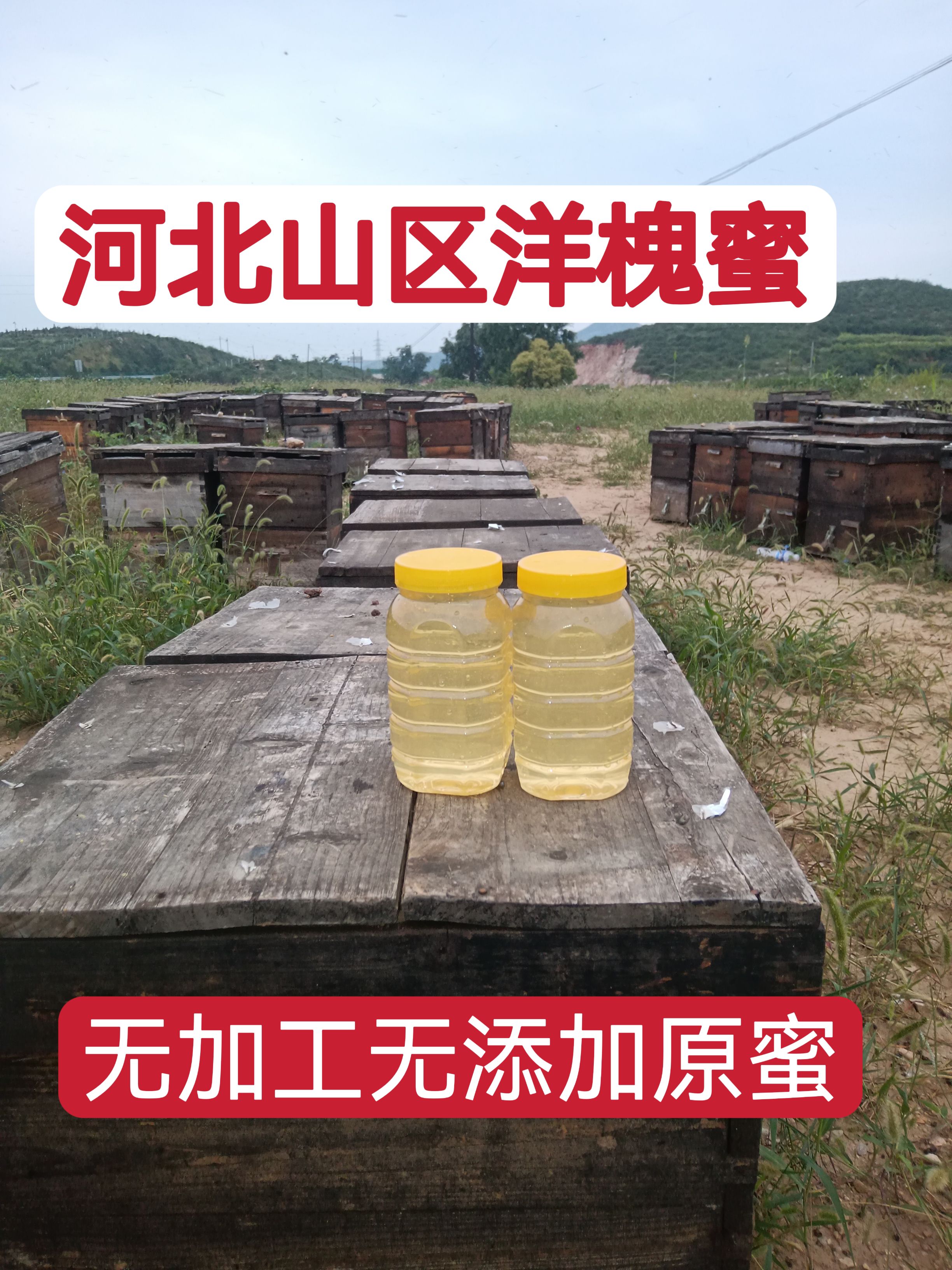 深山农家蜂蜜新洋槐蜜槐花蜜太行深山农家自产成熟槐花蜂蜜2斤