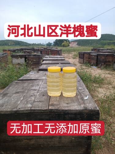 深山农家蜂蜜新洋槐蜜槐花蜜太行深山农家自产成熟槐花蜂蜜2斤