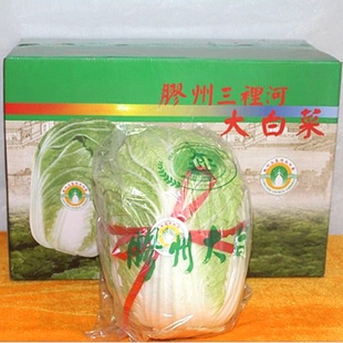 山东青岛特产胶州本地农户自种胶州胶西大白菜两颗礼盒装新鲜现发