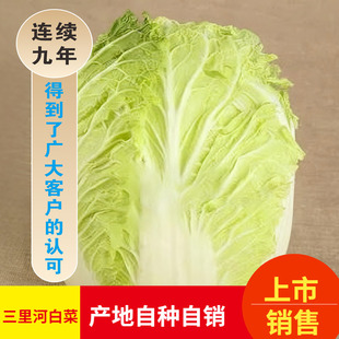山东青岛特产胶州农户自种胶州三里河大白菜胶州胶西大白菜5斤