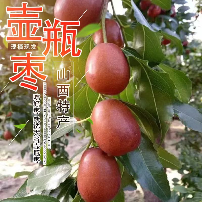 应季中秋水果太谷壶瓶枣鲜枣脆甜多汁大果枣王精选礼盒装顺丰包邮