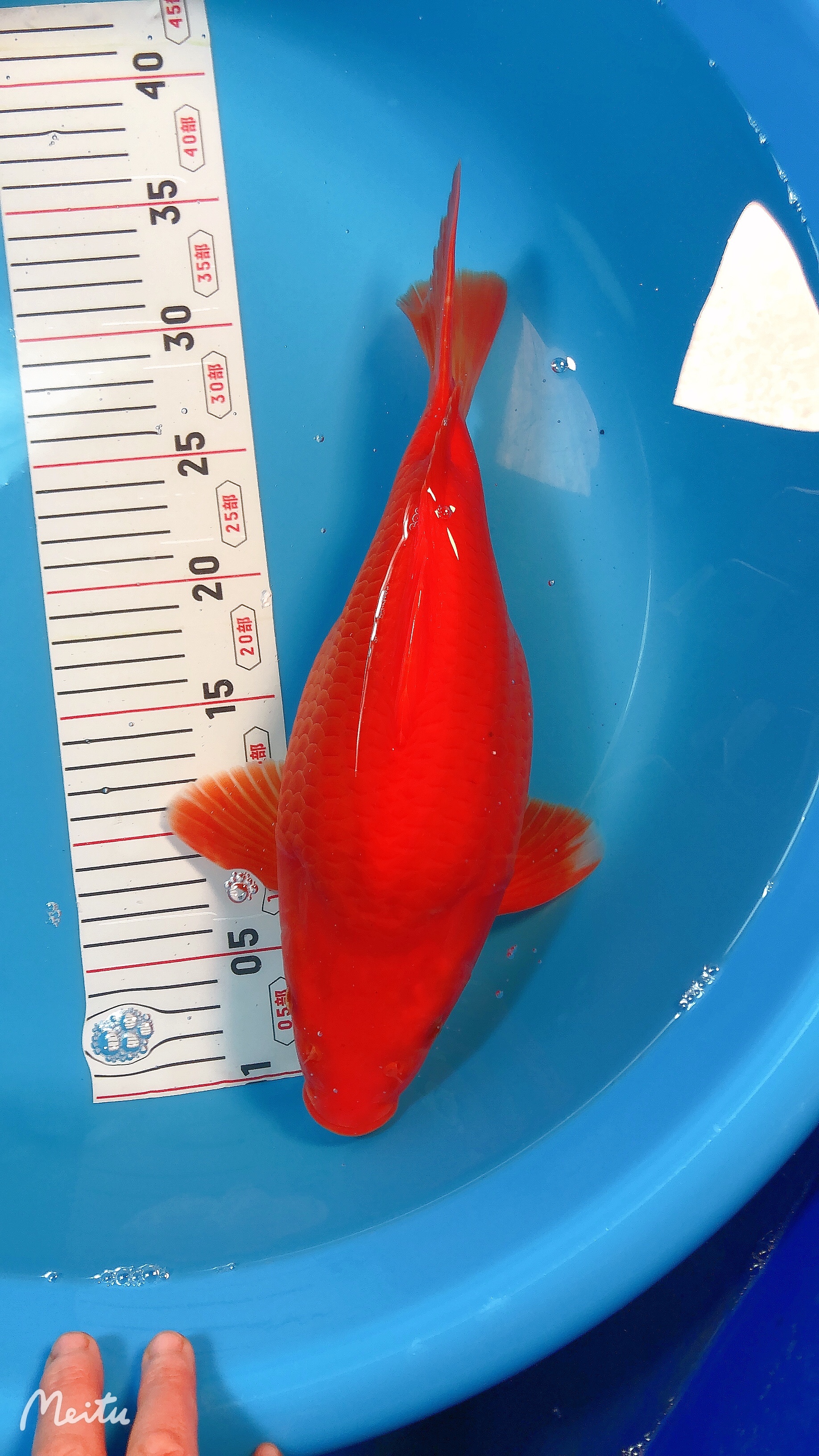 荷包鲤红色鲤鱼元宝鲤活鱼冷水锦鲤观赏鱼淡水短身红色荷包鲤苗