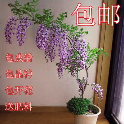 爬藤 紫藤花苗树苗 爬藤屋顶盆栽花园围墙庭院攀援植物朱腾紫藤萝