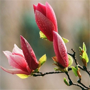 玉兰花树苗大型庭院红玉兰白玉兰树苗盆栽绿化树苗风景树苗景观树