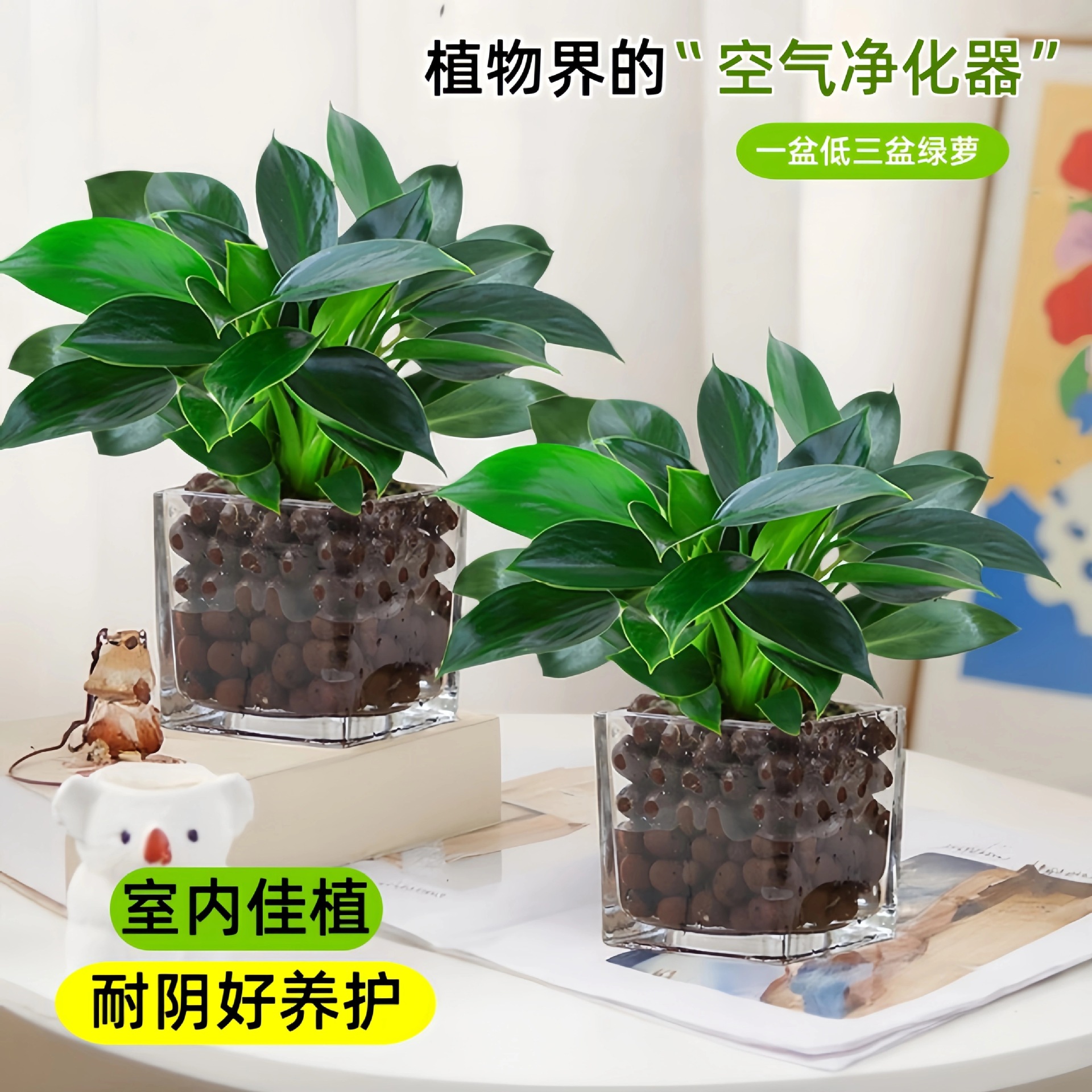 Golden Diamond Potted Plants Platinum Diamond Green Robe Ba