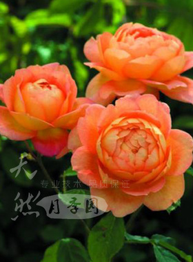 经典月季 夏洛特女郎 新品 欧洲月季花系列 花期超长盆地栽种