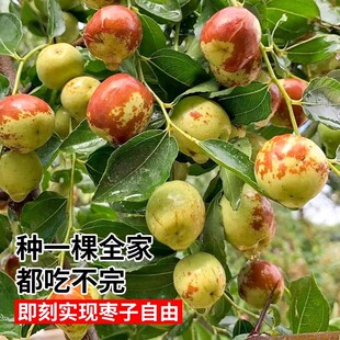 Zao tree seedlings, Zhanhua, Zao tree seedlings, grafted se