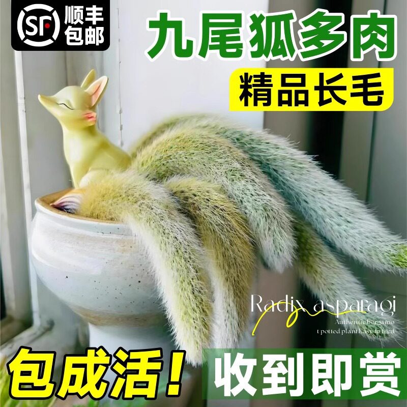 Nine tailed fox succulent plant indoor potted office deskto