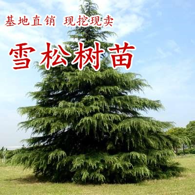 雪松树苗小苗庭院盆栽地栽绿化树苗南方北方种植黑松树苗四季常青