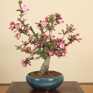 居家绿宝石树长寿冠北美彩玉垂丝海棠苗花净化空气美观漂亮