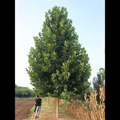 法国梧桐树苗悬铃木树苗大树庭院风景行道大型园林绿化速生法桐苗