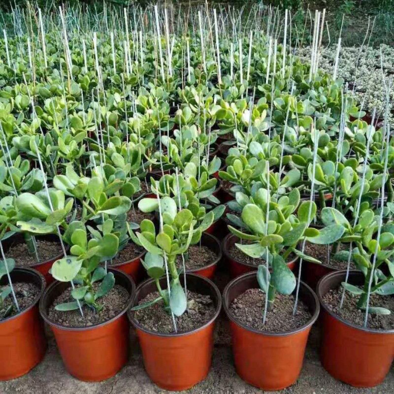 Yushu with potted plants, large succulent old stake bonsai,