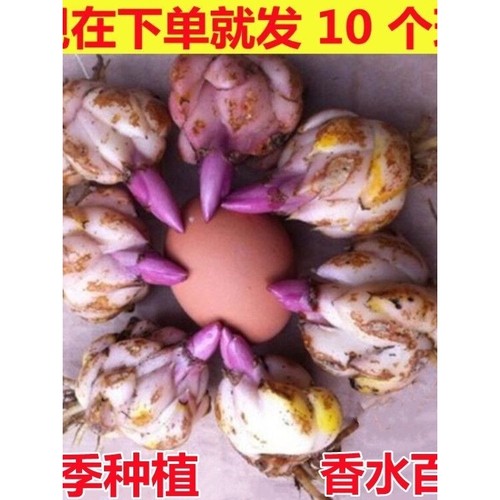 创意造景进口香水味百合种/球四季花盆子栽绿色植礼物