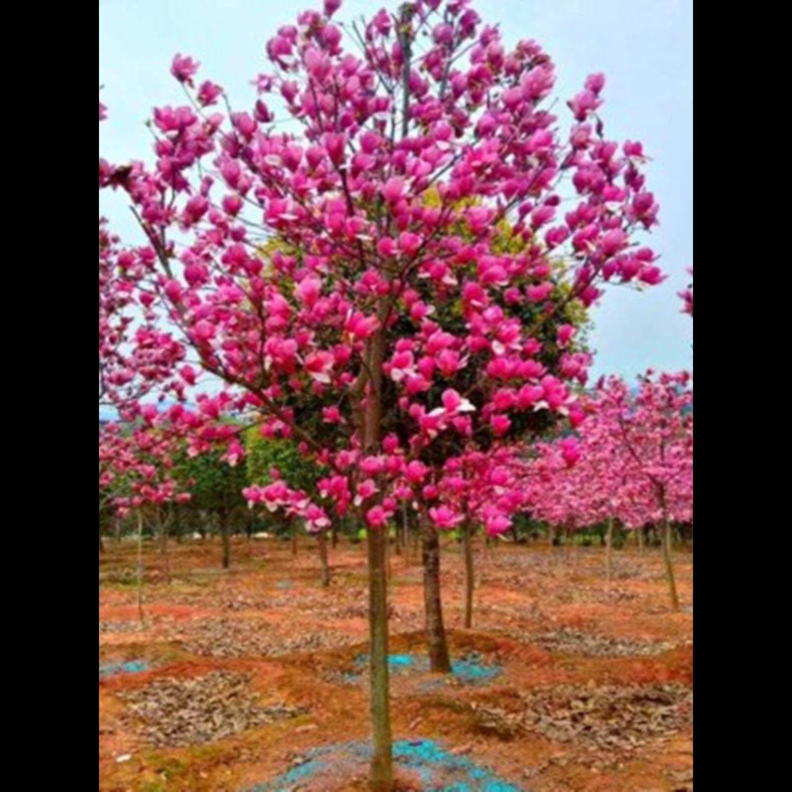 紫玉兰玉兰苗黄绿化白玉兰玉兰红树苗玉堂春二乔玉兰树玉兰迎春花